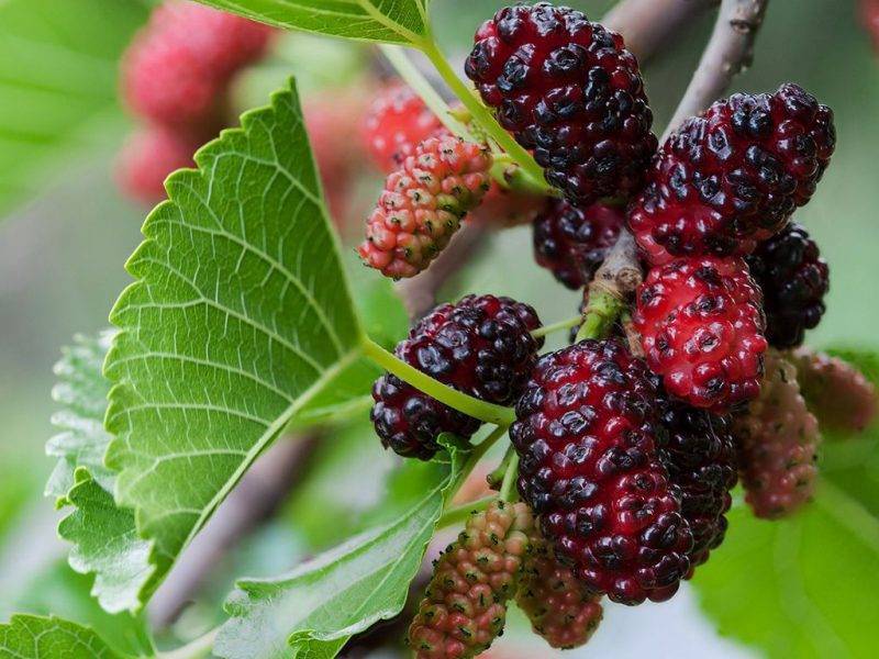 Шелковица купить саженцы из питомнике в Верхней-Салде