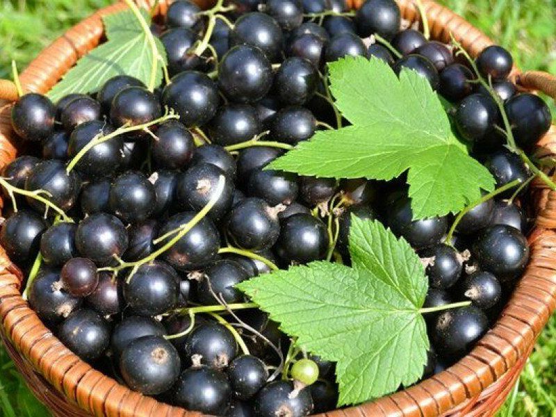 Смородина купить саженцы из питомника в Верхней-Салде