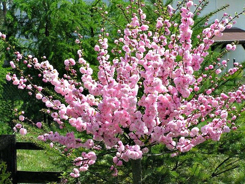 Миндаль купить саженцы из питомника в Верхней-Салде