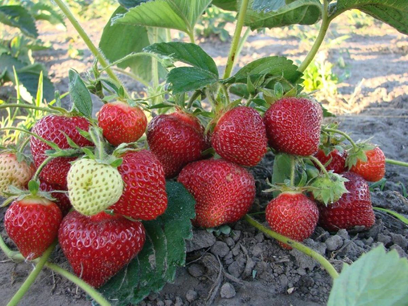 Клубника купить саженцы из питомника в Верхней-Салде
