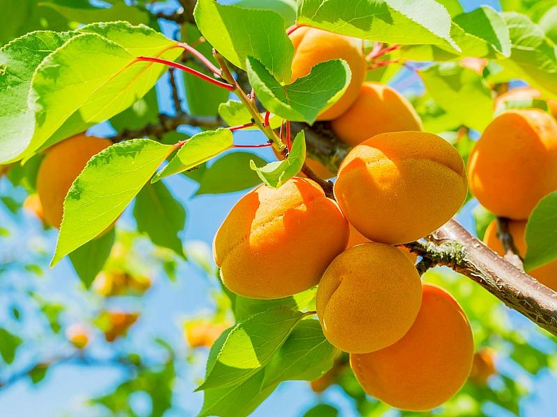 Абрикос купить саженцы из питомнике в Верхней-Салде