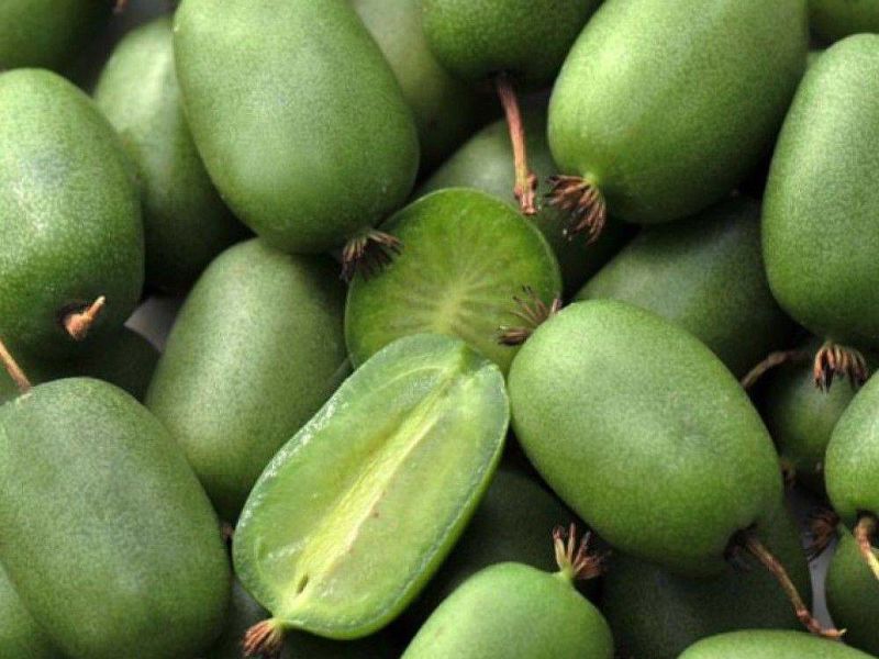 Актинидия купить саженцы из питомнике в Верхней-Салде