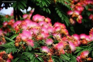 ЛЕНКОРАНСКАЯ АКАЦИЯ