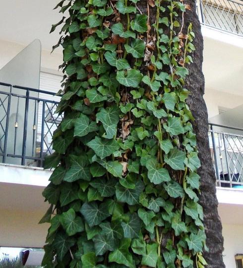 Плющ зеленый