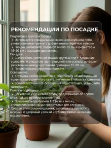 Клубника для подоконника Розовая мечта 6 Саженцев