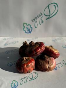 Гладиолус микс 30 штук